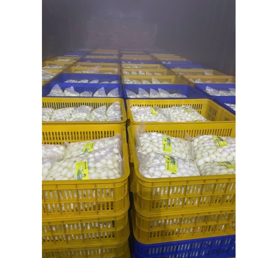 TRỨNG CÚT ĂN LIỀN 100 TRỨNG/ TÚI